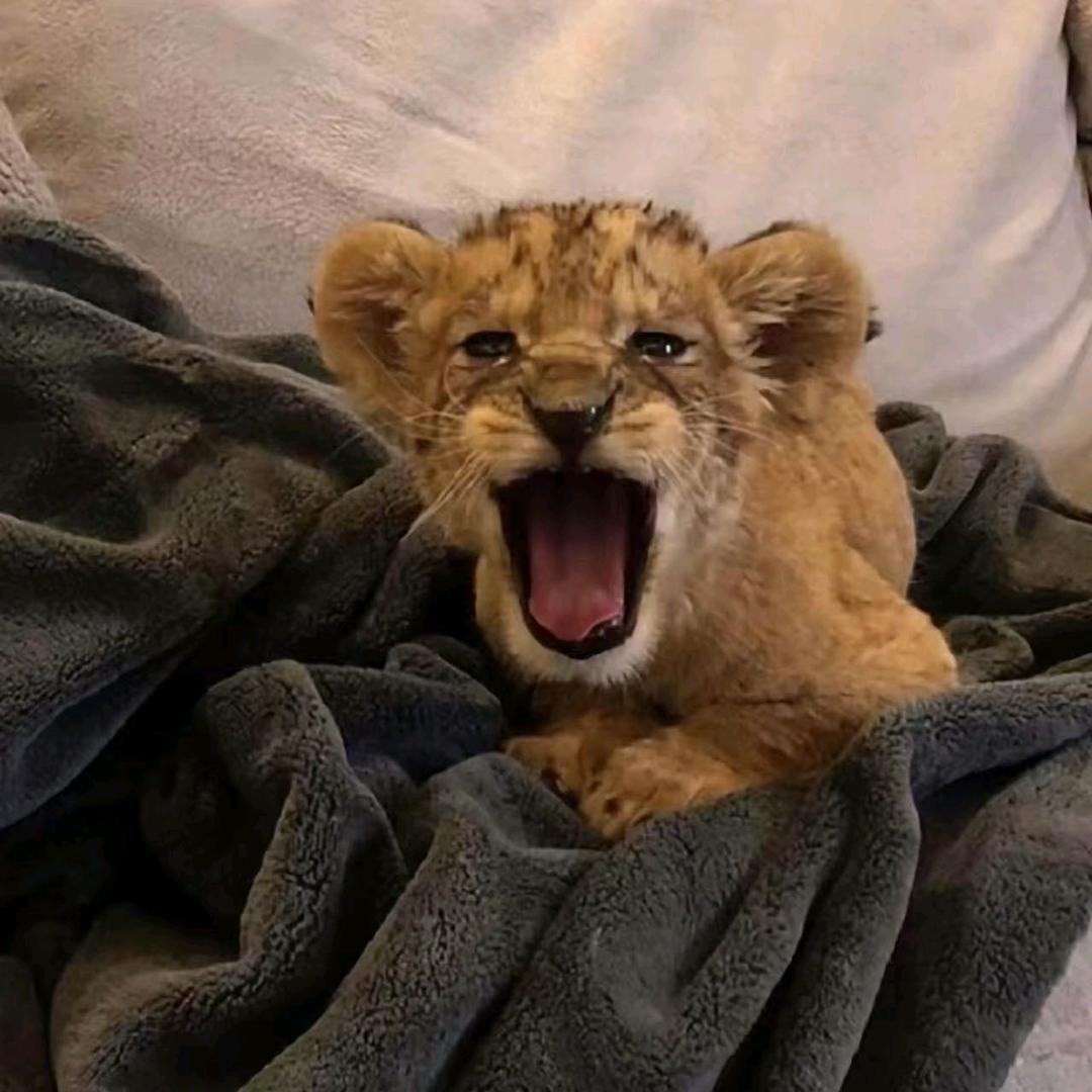 賊