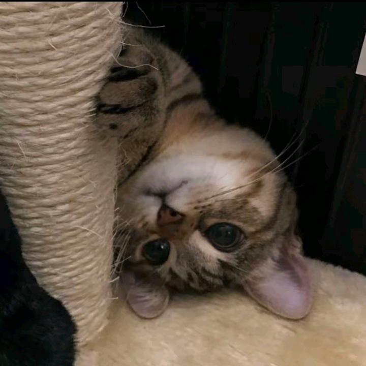 小畏