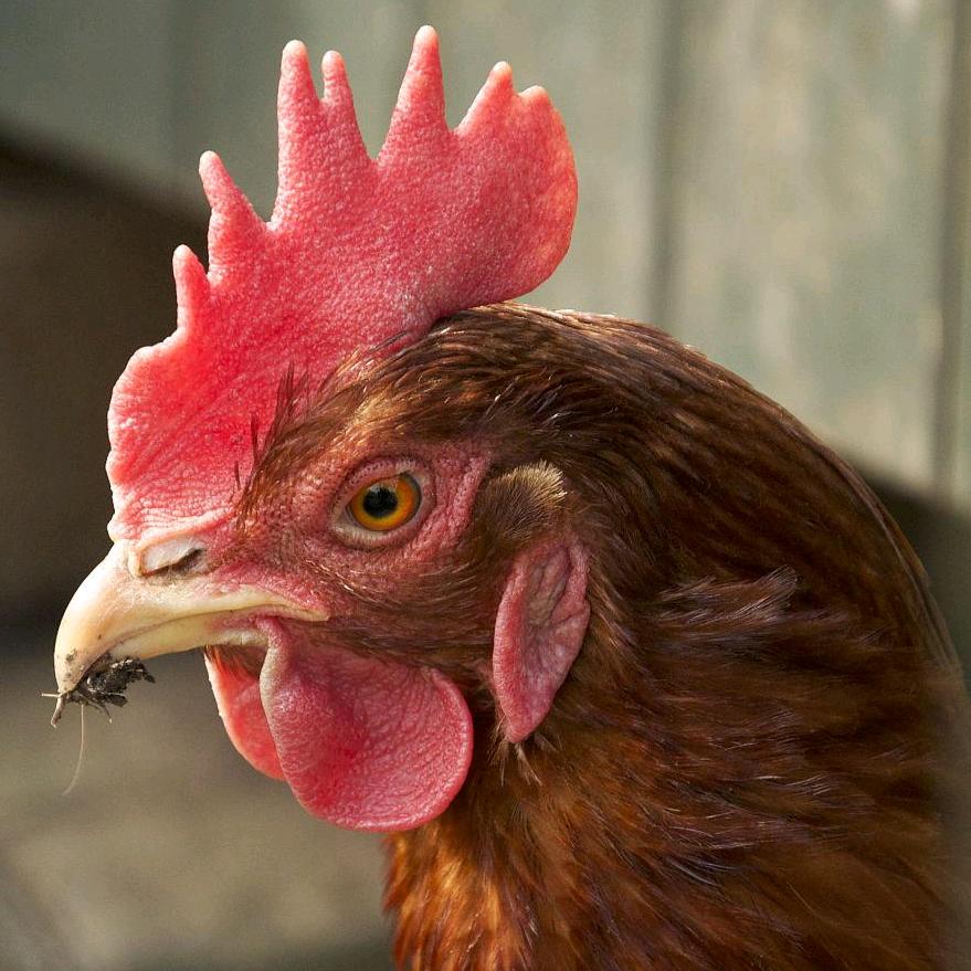 瑞利佳生鲜批发