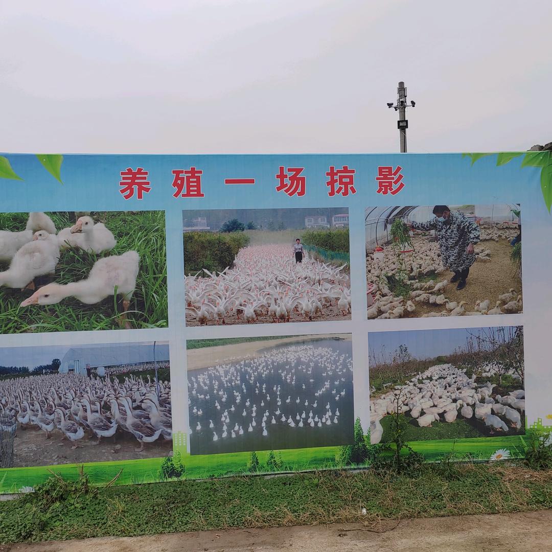 裕农天歌闫老师