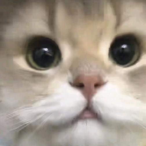 麻酱就酱🐾