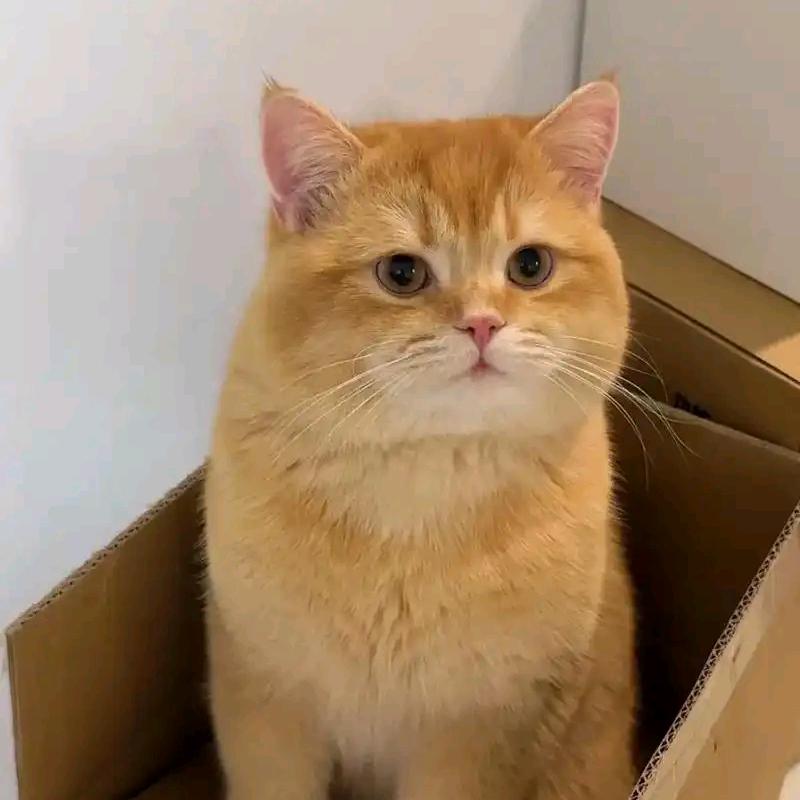 招财猫金豆豆头像