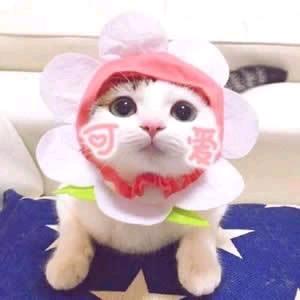 静我倾心