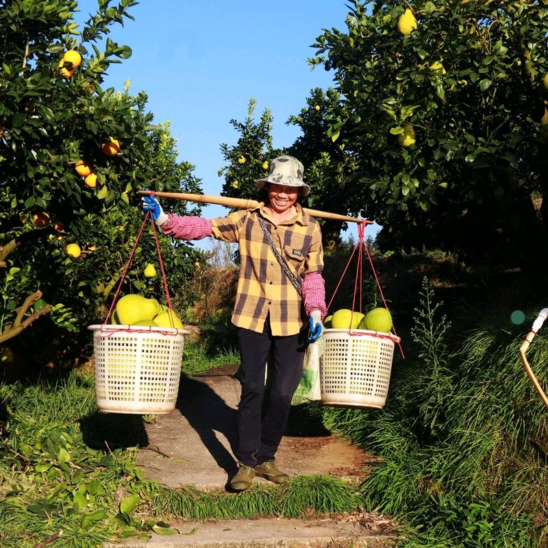 果然精品之沙田柚