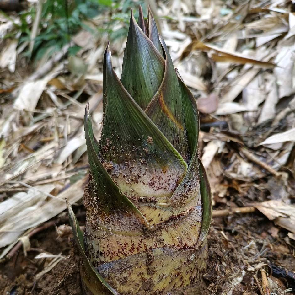 巳时植记