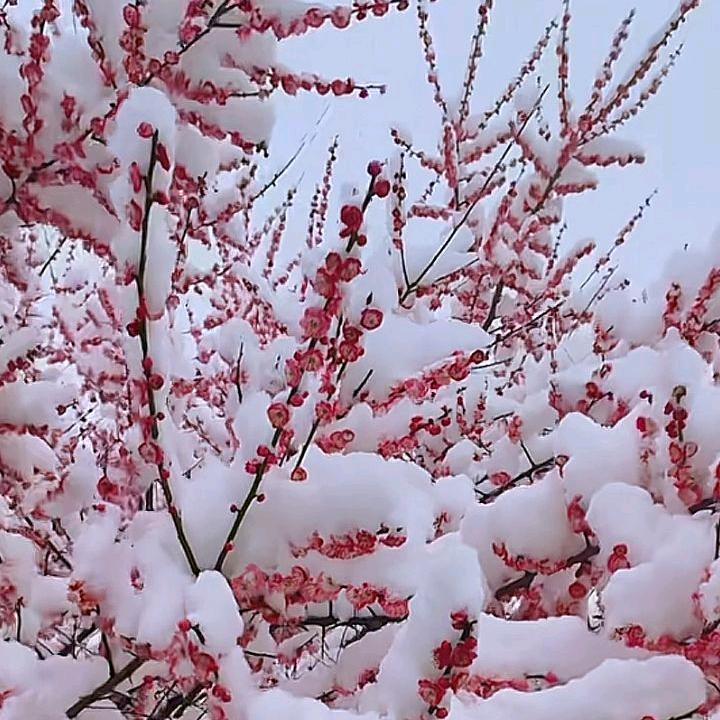 三月花的雪