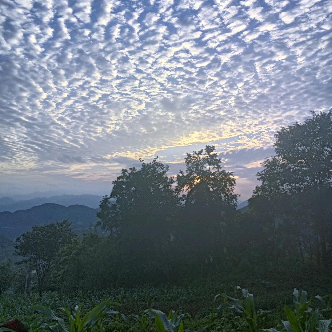紫雲