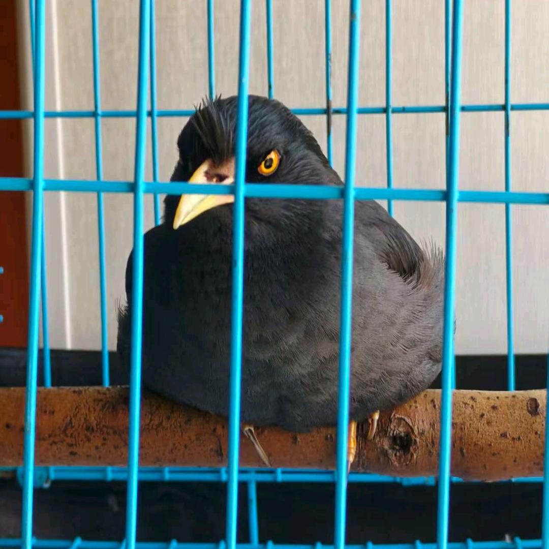 @吕哥不放弃