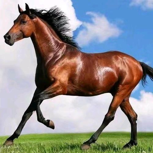 策马奔腾