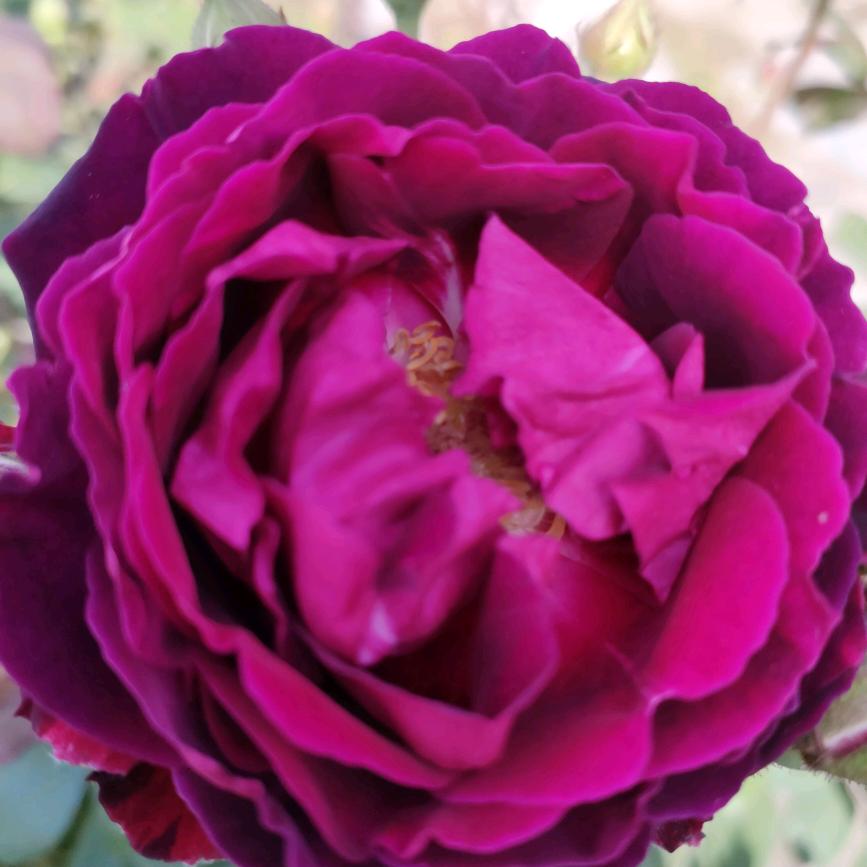 开州林哥，单身