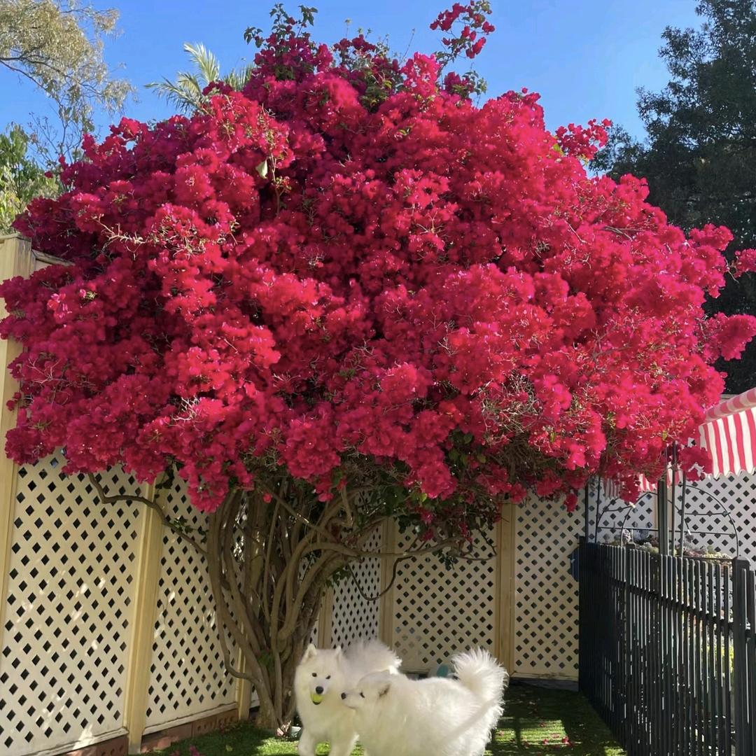 花花绿植(1)