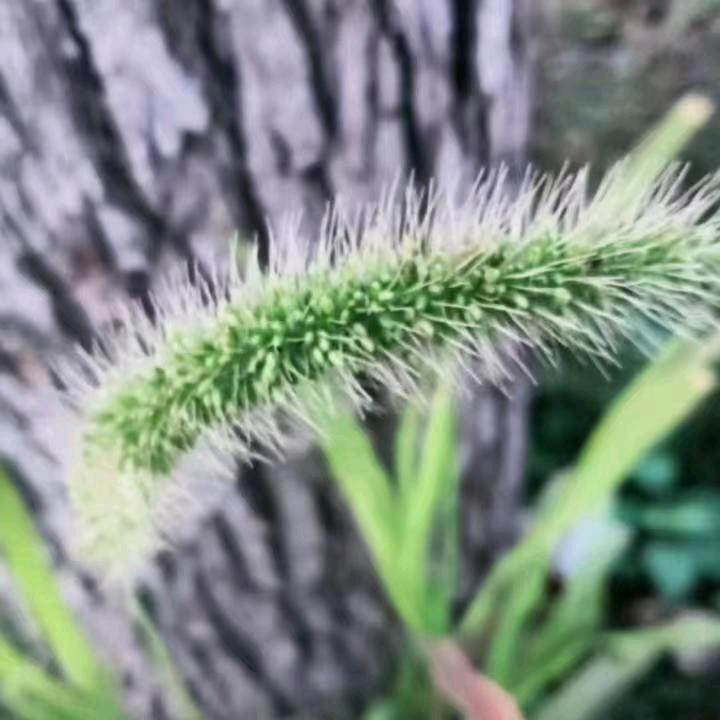 得胜