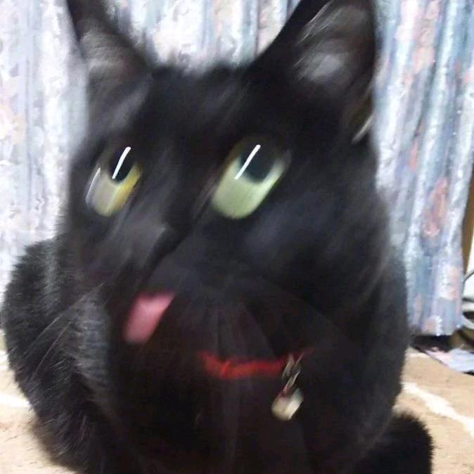 大事不妙雷霆猪