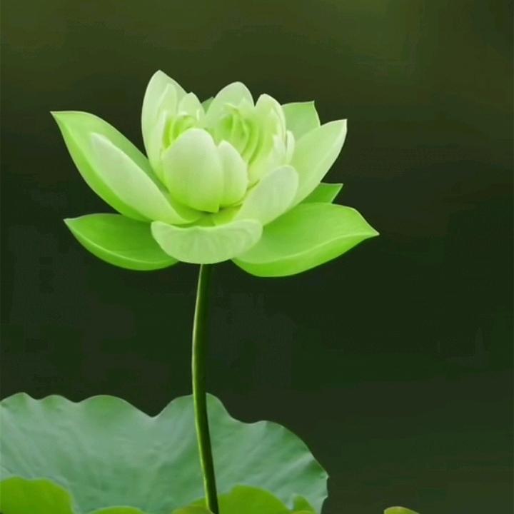 善缘堂.广结善缘