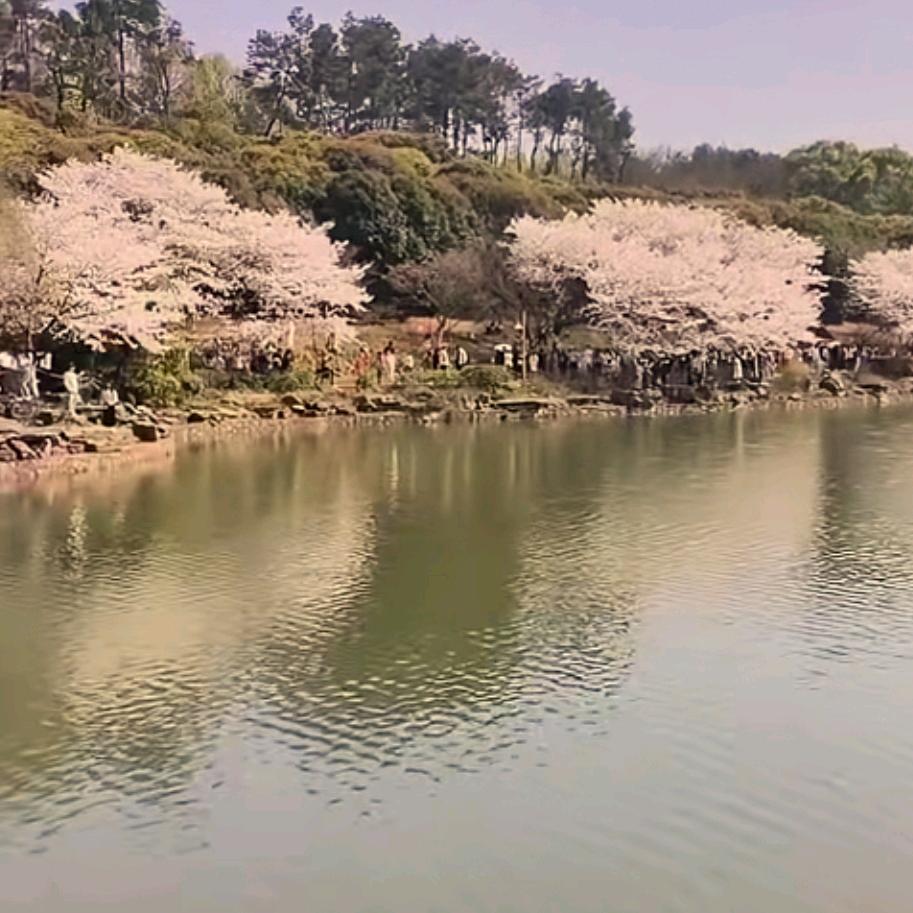 湘M朱哥