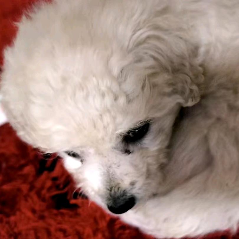 比熊酸奶成长记☺