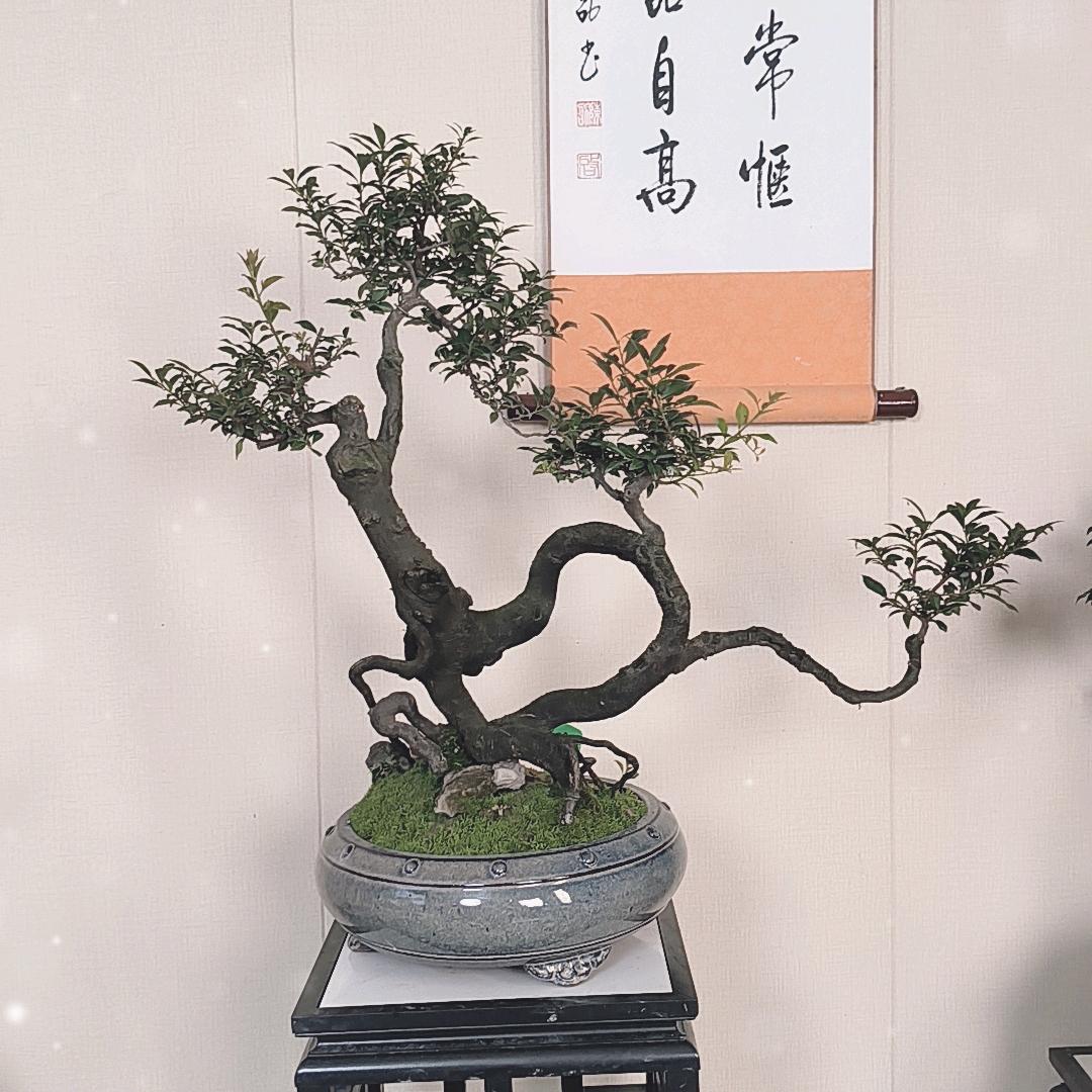 木坨坨盆景苑