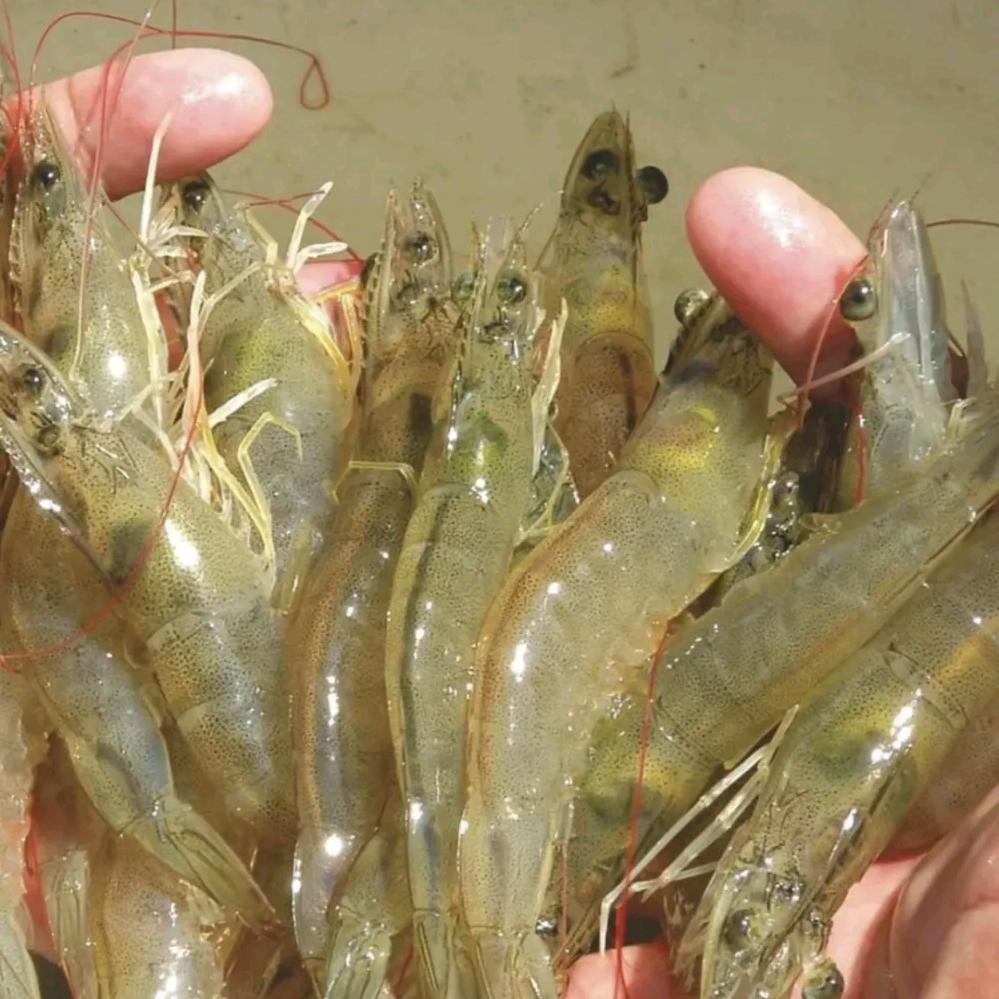 桐柏鲜活大虾批发