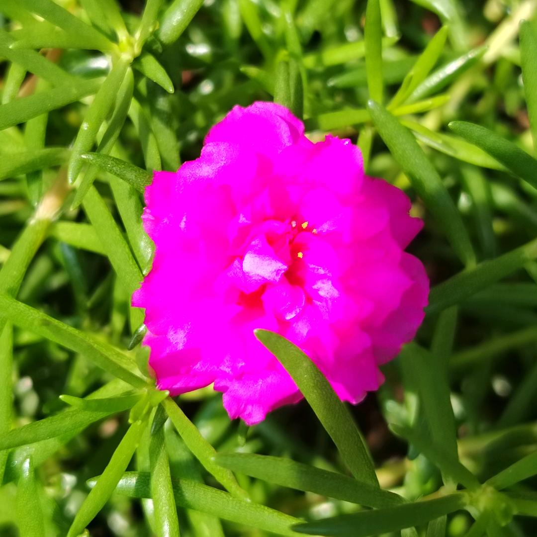 🌺心释安然🌺