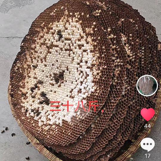 乌龙山养蜂人（免费收徒）