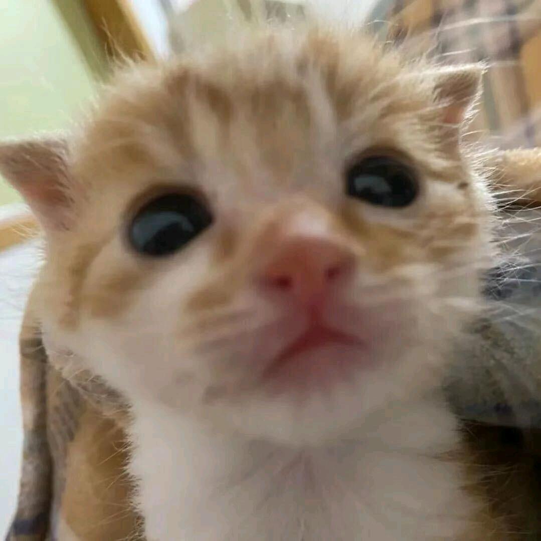 只只