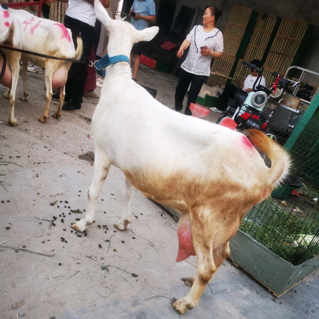 红鹿奶山羊，萨能奶山羊