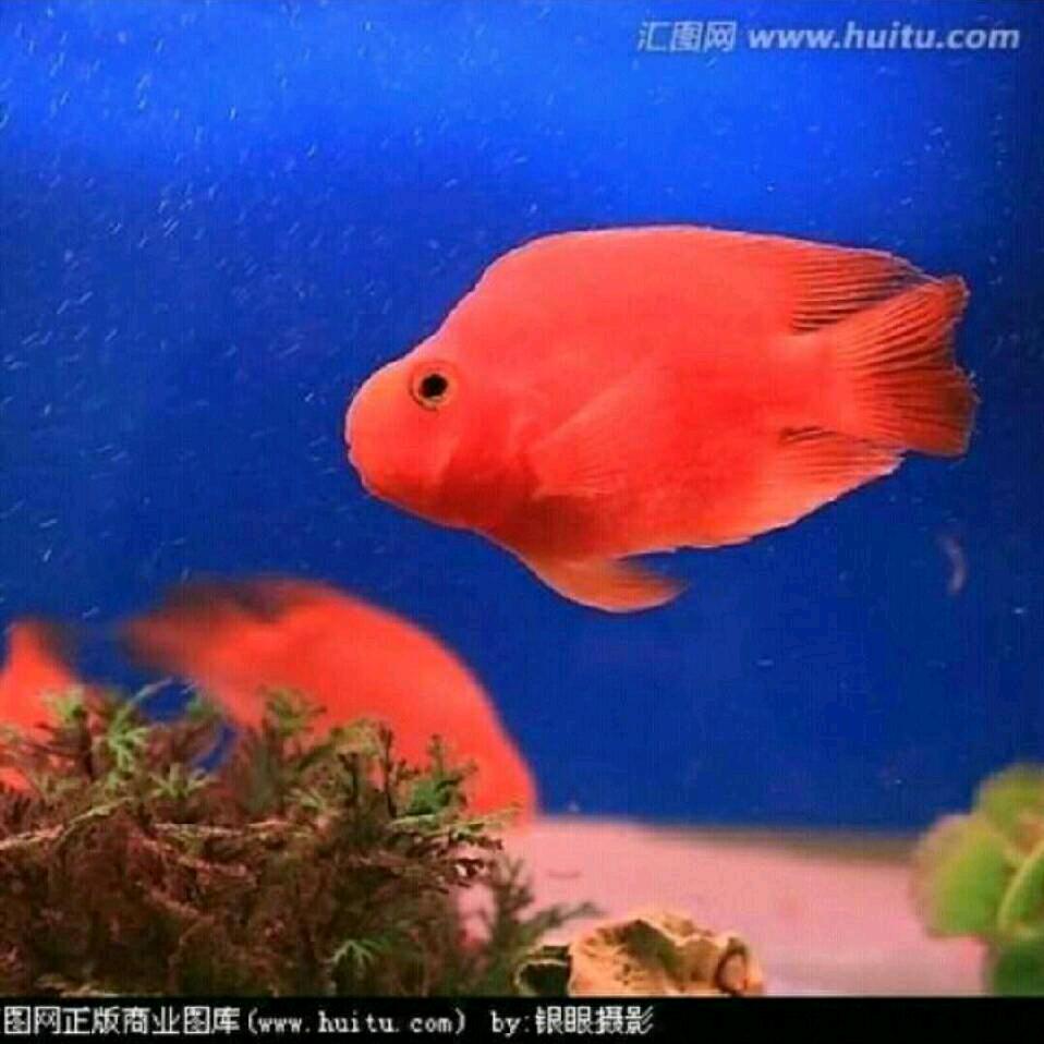 年年有余