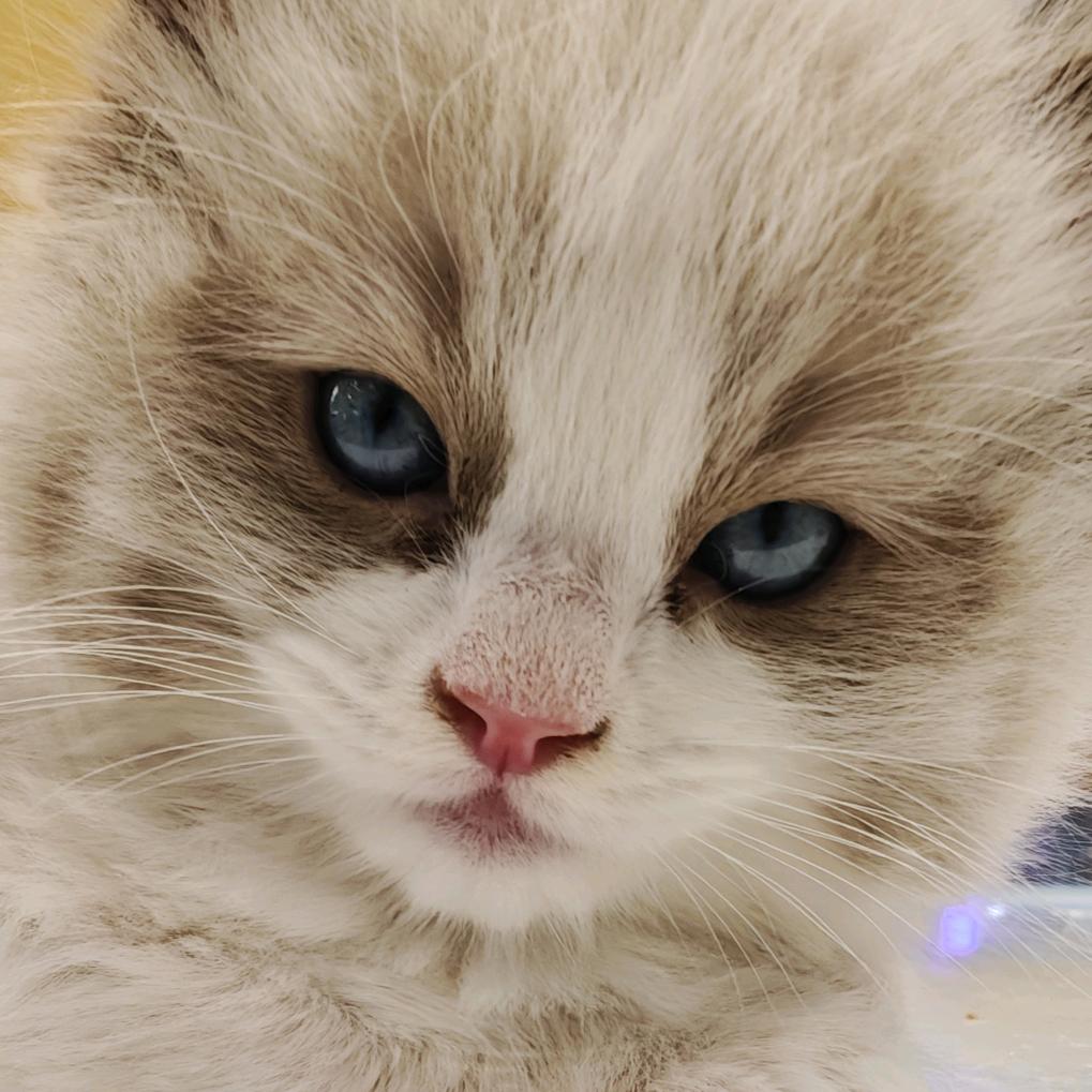 磨叽磨叽（古装复原摄影）（招合作模特版）