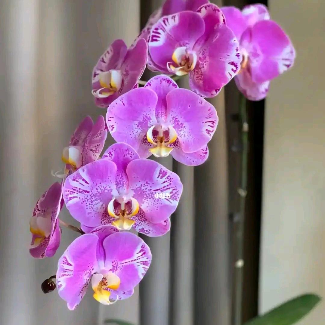 蝴蝶兰🦋🦋
