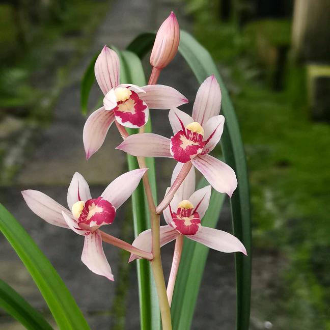 诚鸿花卉