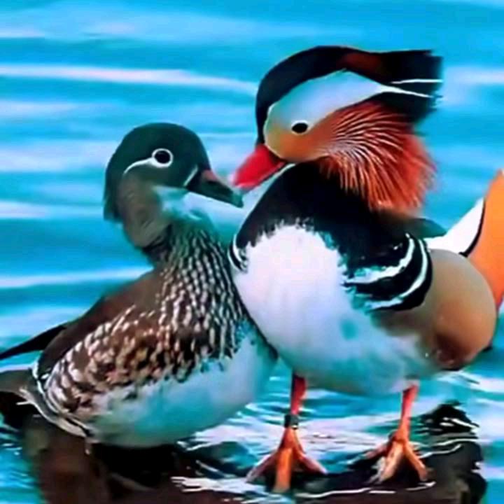 新辉