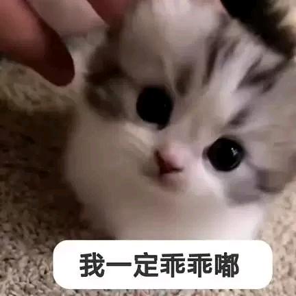 哈基绥（恩师鸽子神）