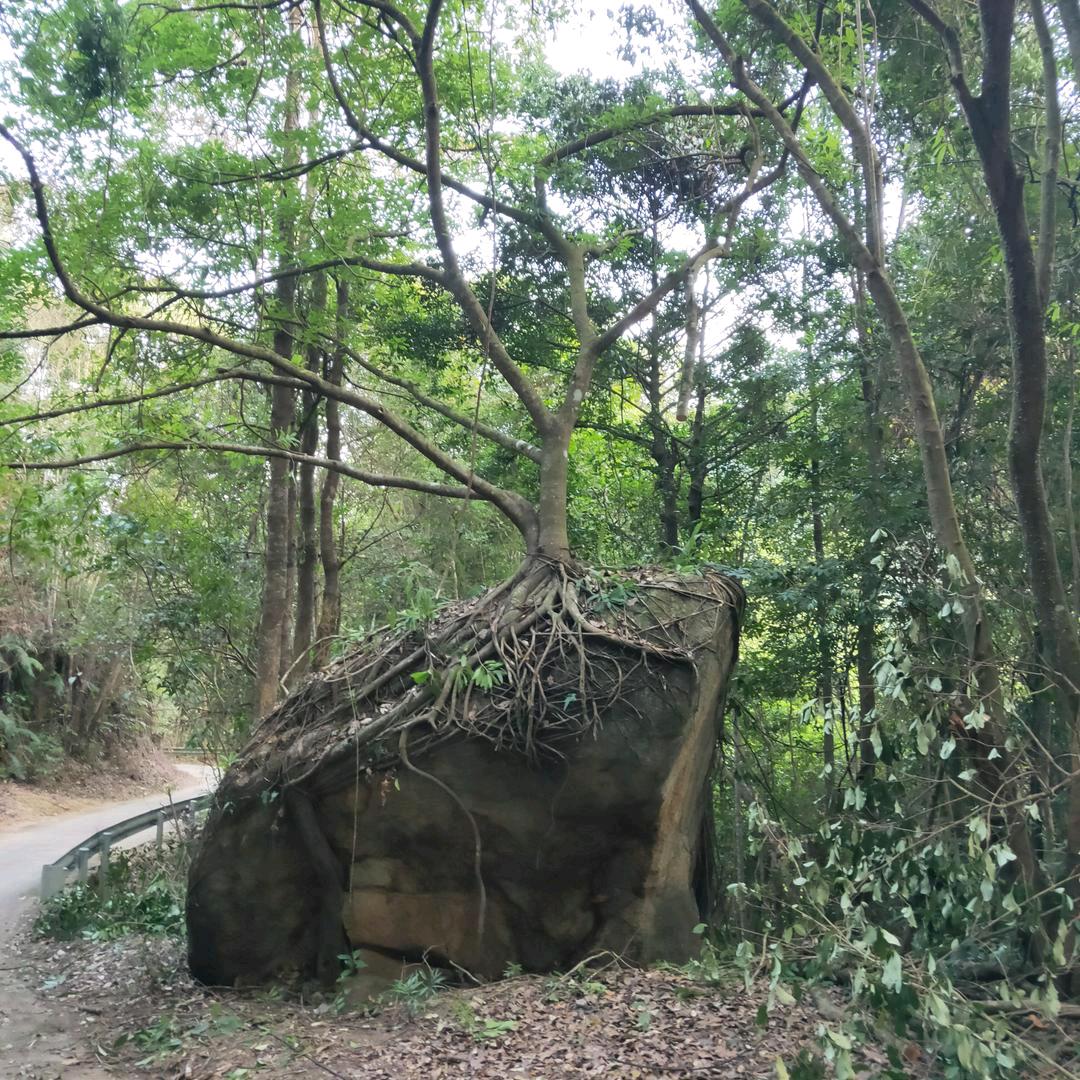 小张