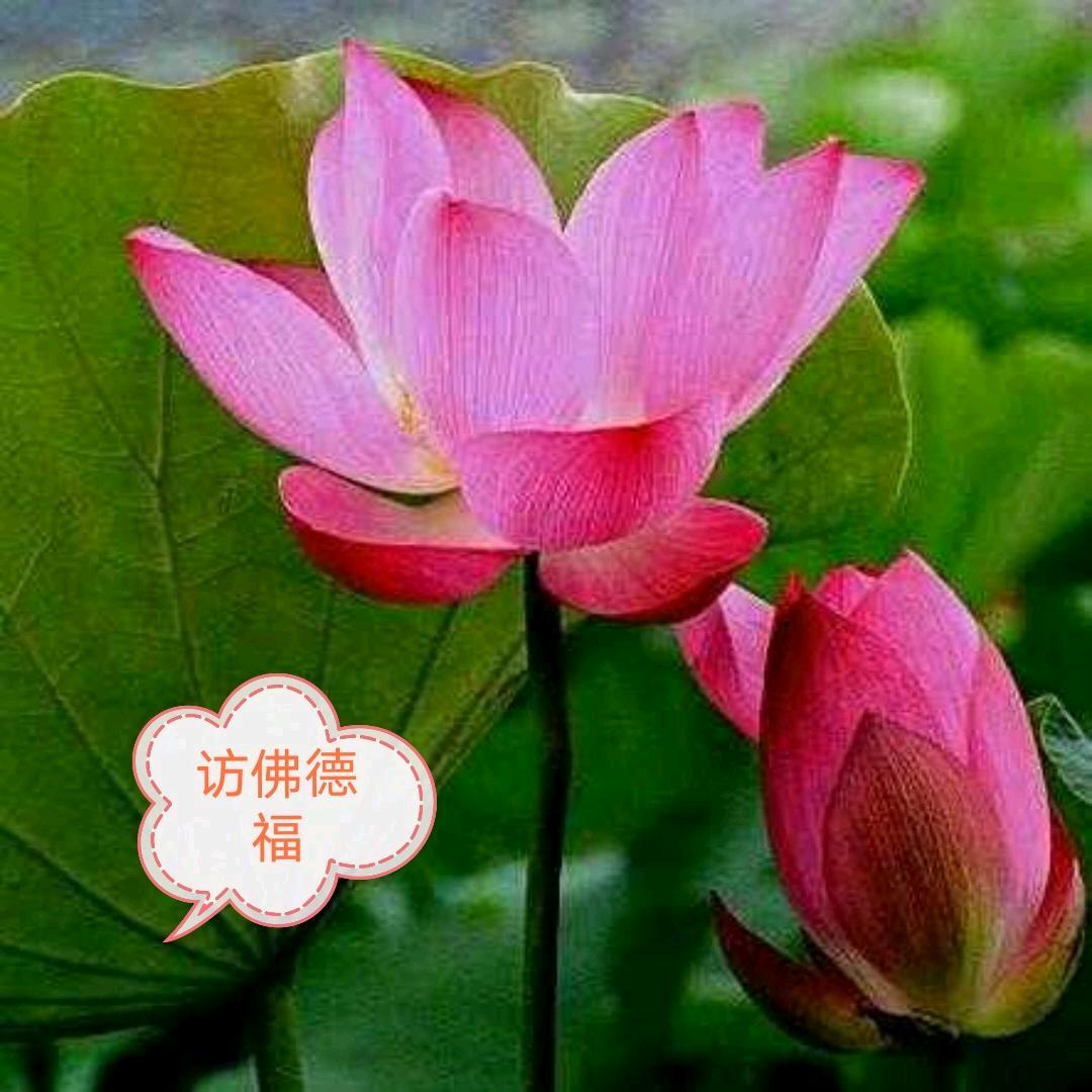 妙心