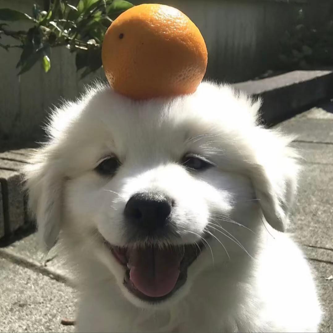 十一场梦.