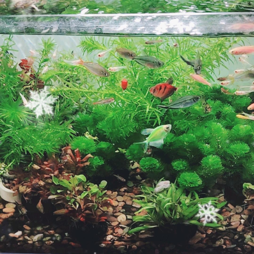 永川锦尚水族｜活体鱼