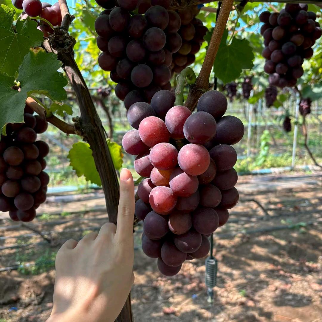 绿园春葡萄种植采摘园