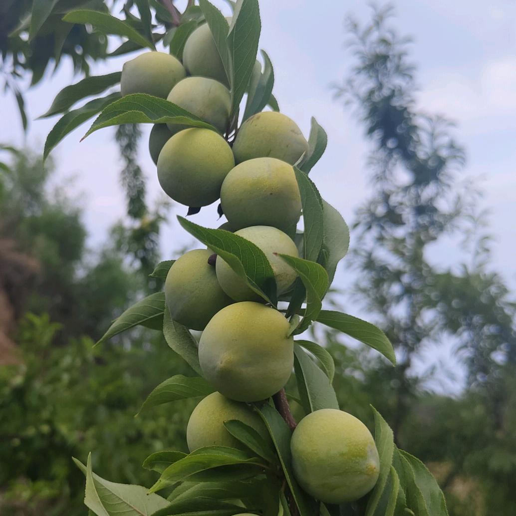蔡家坡红娘(不定时开播)