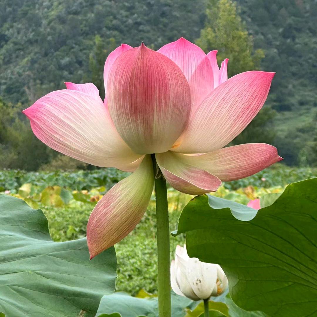 人心(*^ω^*)换人心