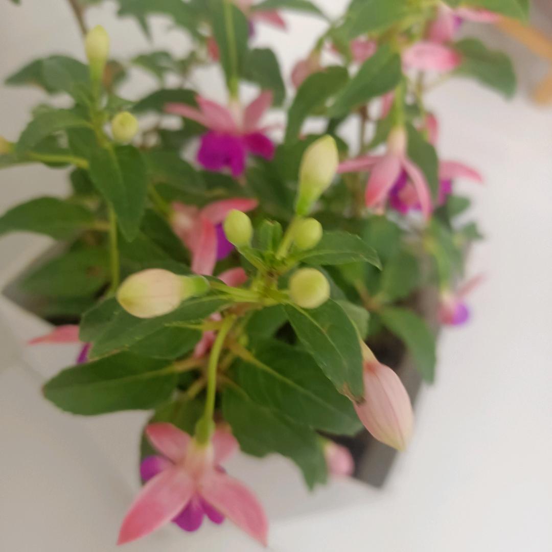 行云流水