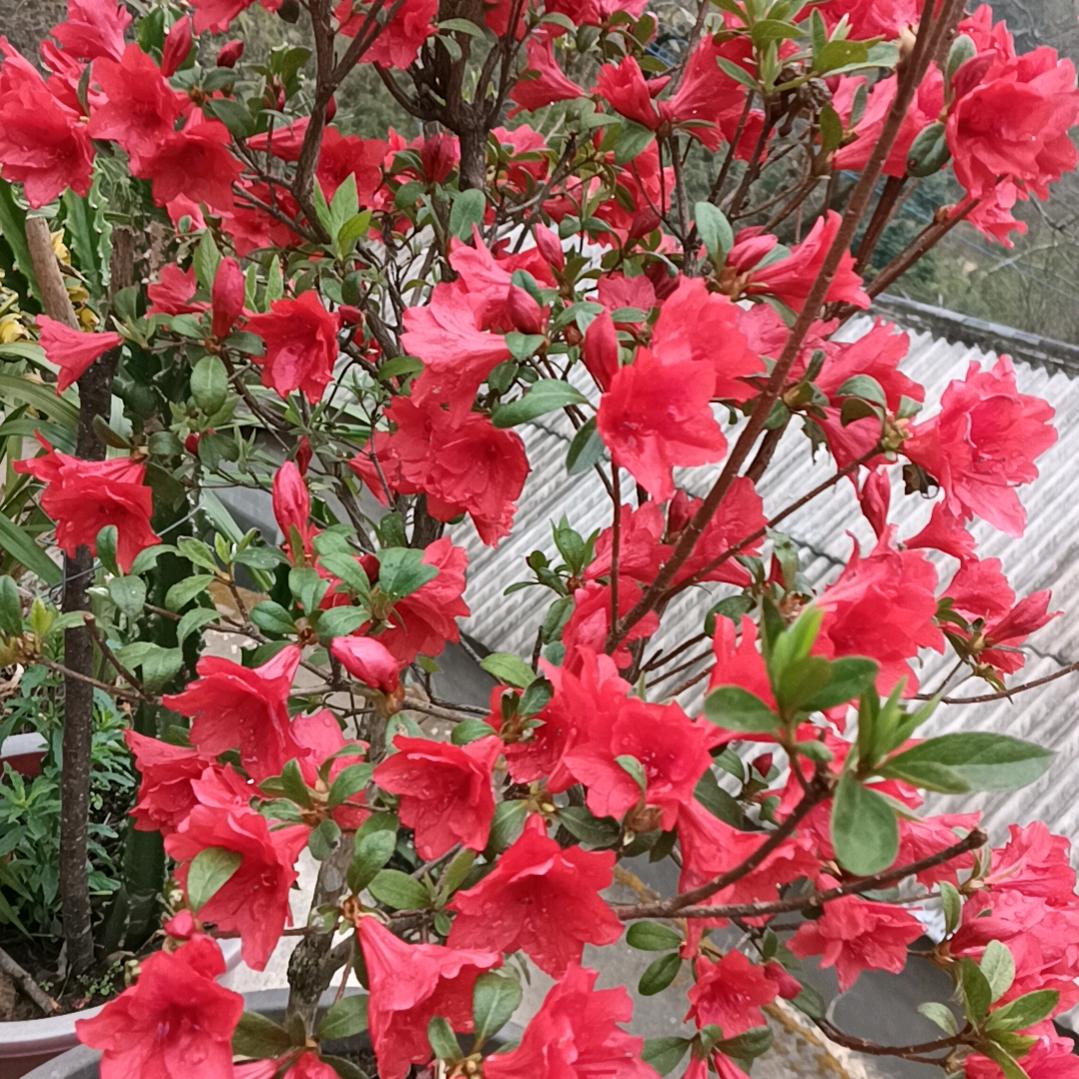 花.