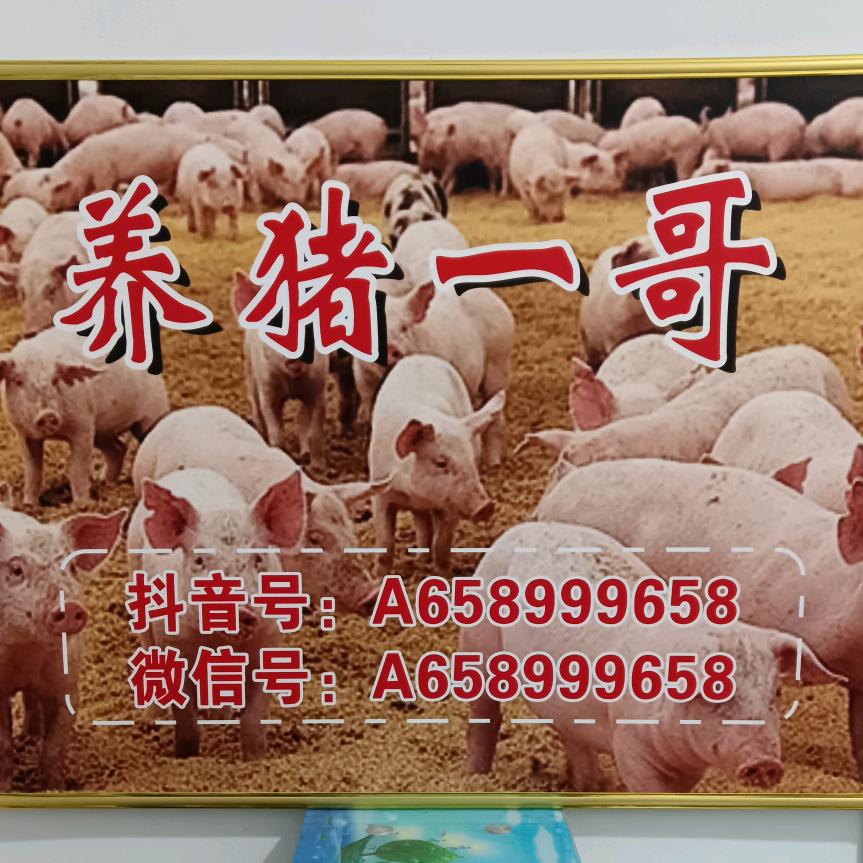 养猪一哥