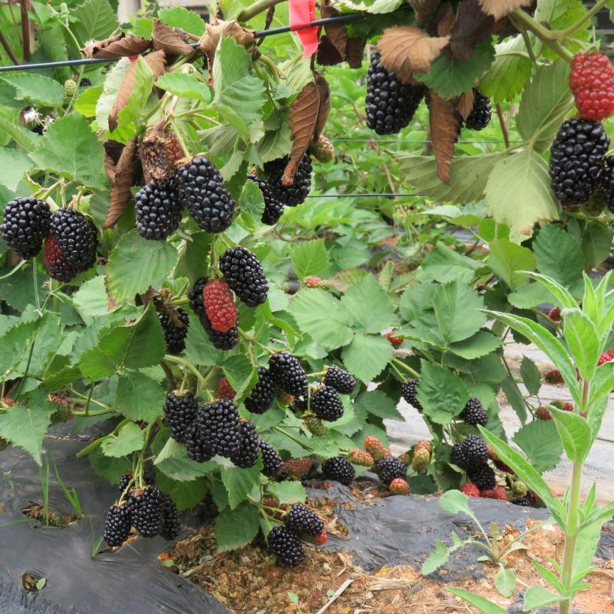 佳绿树莓苗木（直营店）