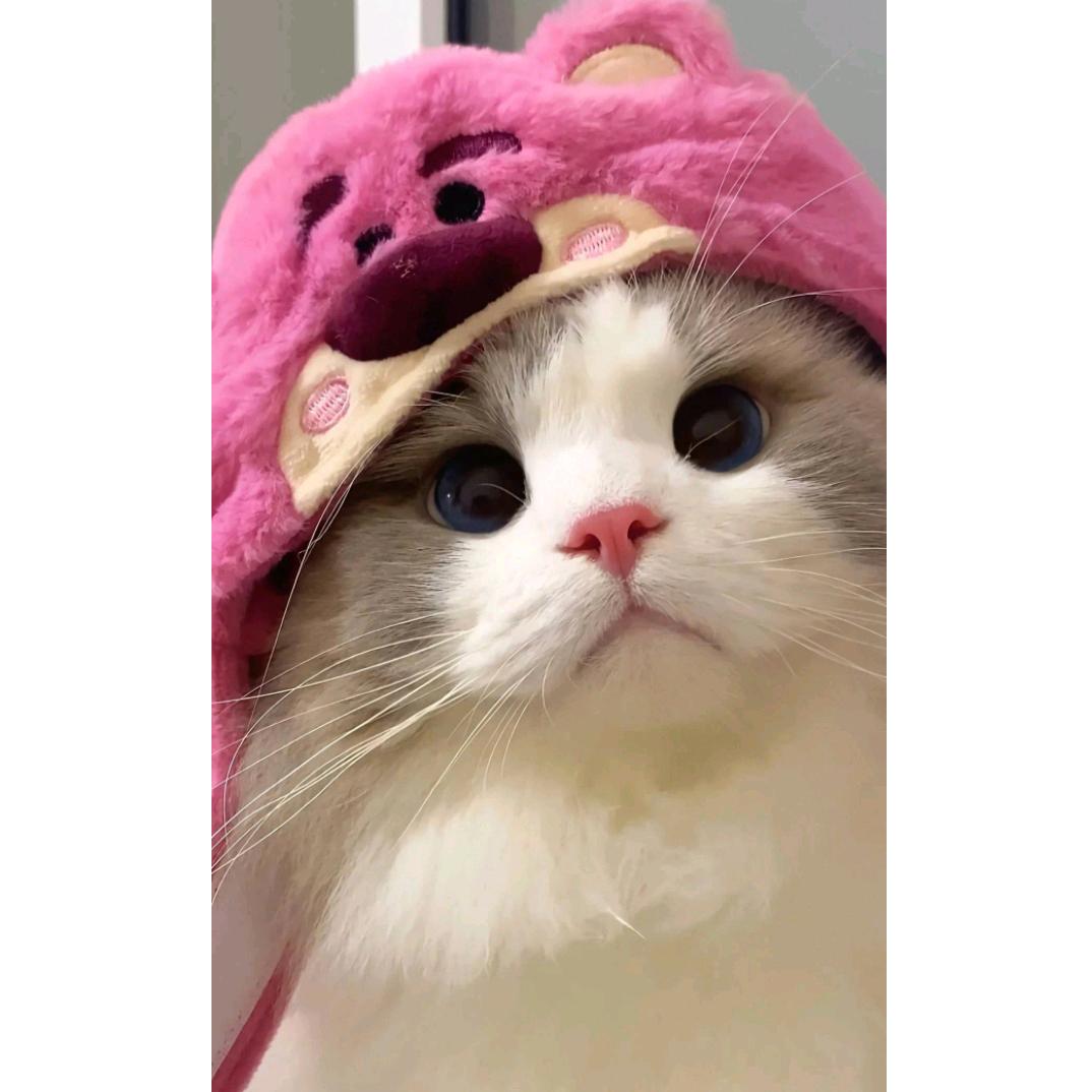 期待小猪