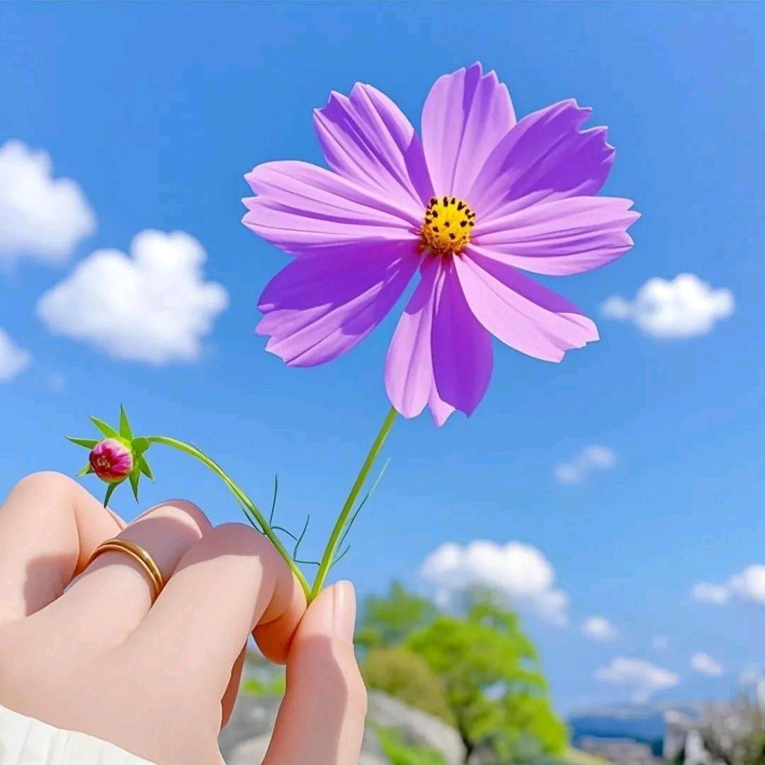 云初花坊