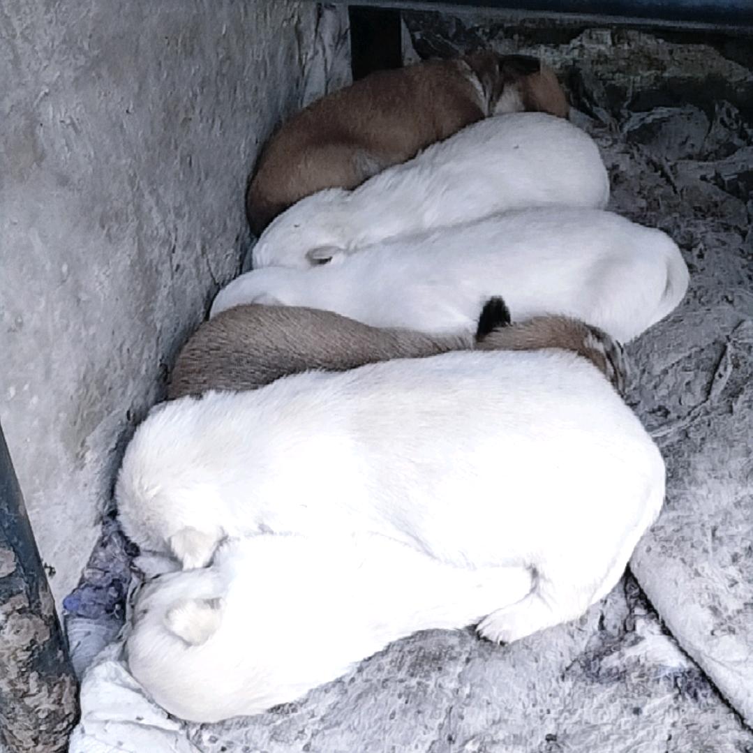 宋思然