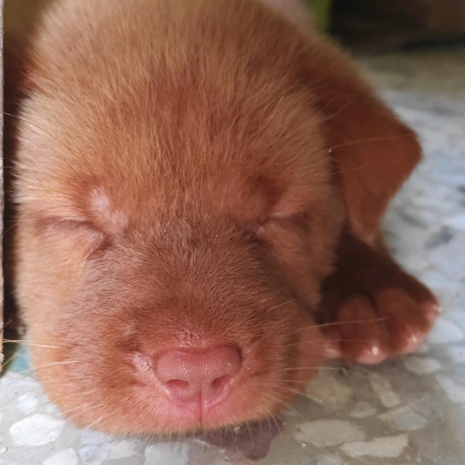 小狗修仙记