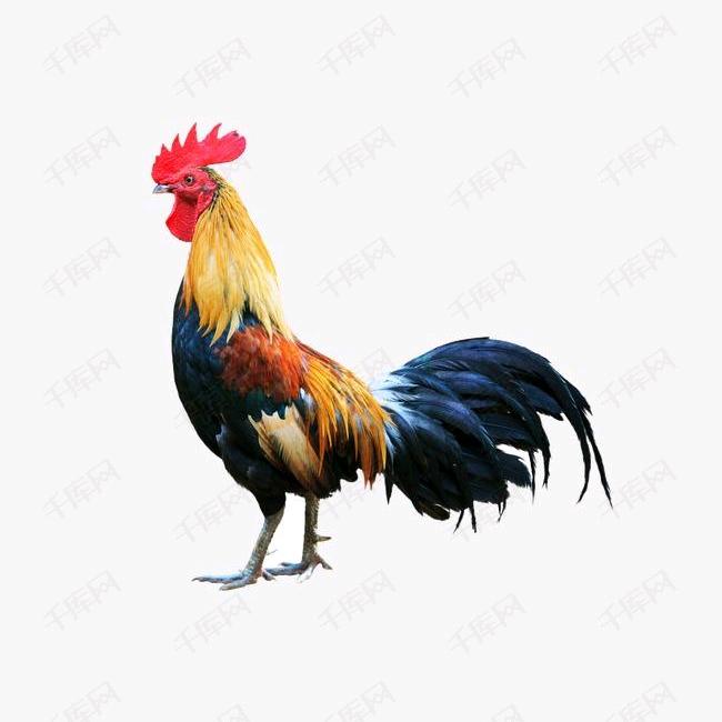 湖北活禽批发零售