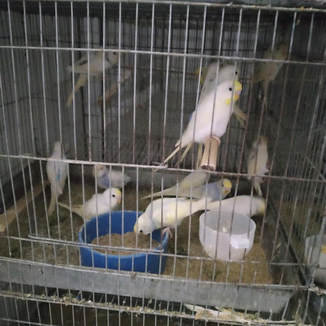 鹦鹉牡丹