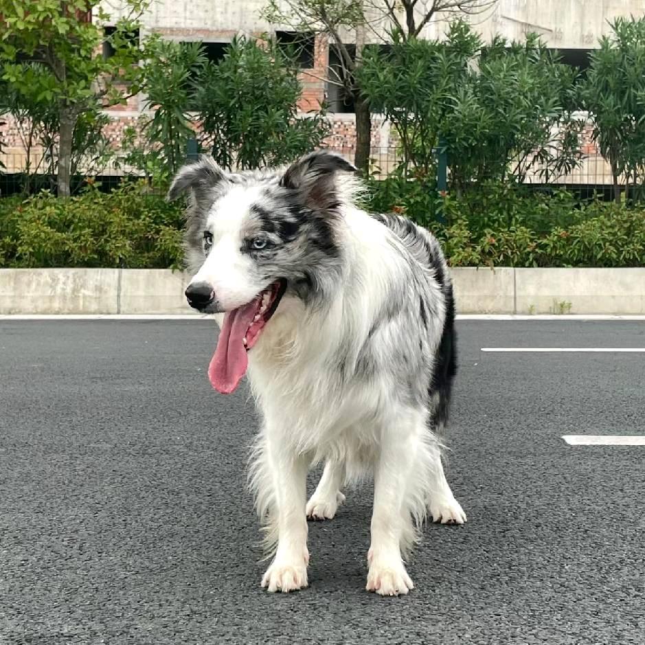 江西人自己的犬舍